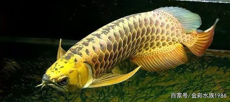 紅龍魚繁殖期需要哪些條件？ 紅龍魚繁殖期需要哪些條件？ 龍魚百科 第3張