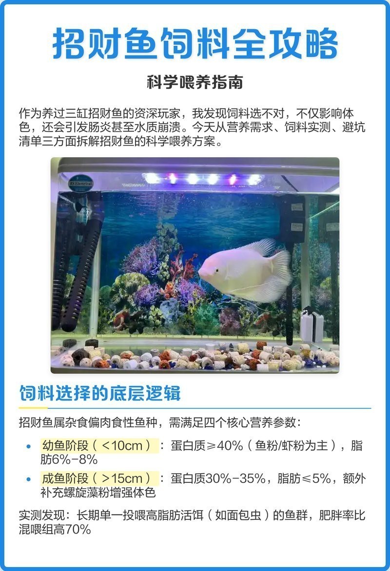 紅眼白子招財龍多久喂一次牛心漢堡？