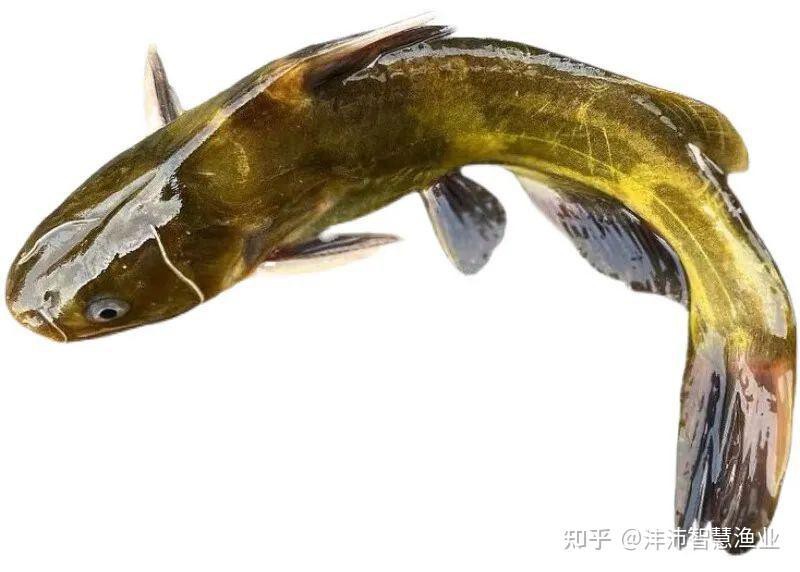 如何判斷龍魚是否復發腹水？