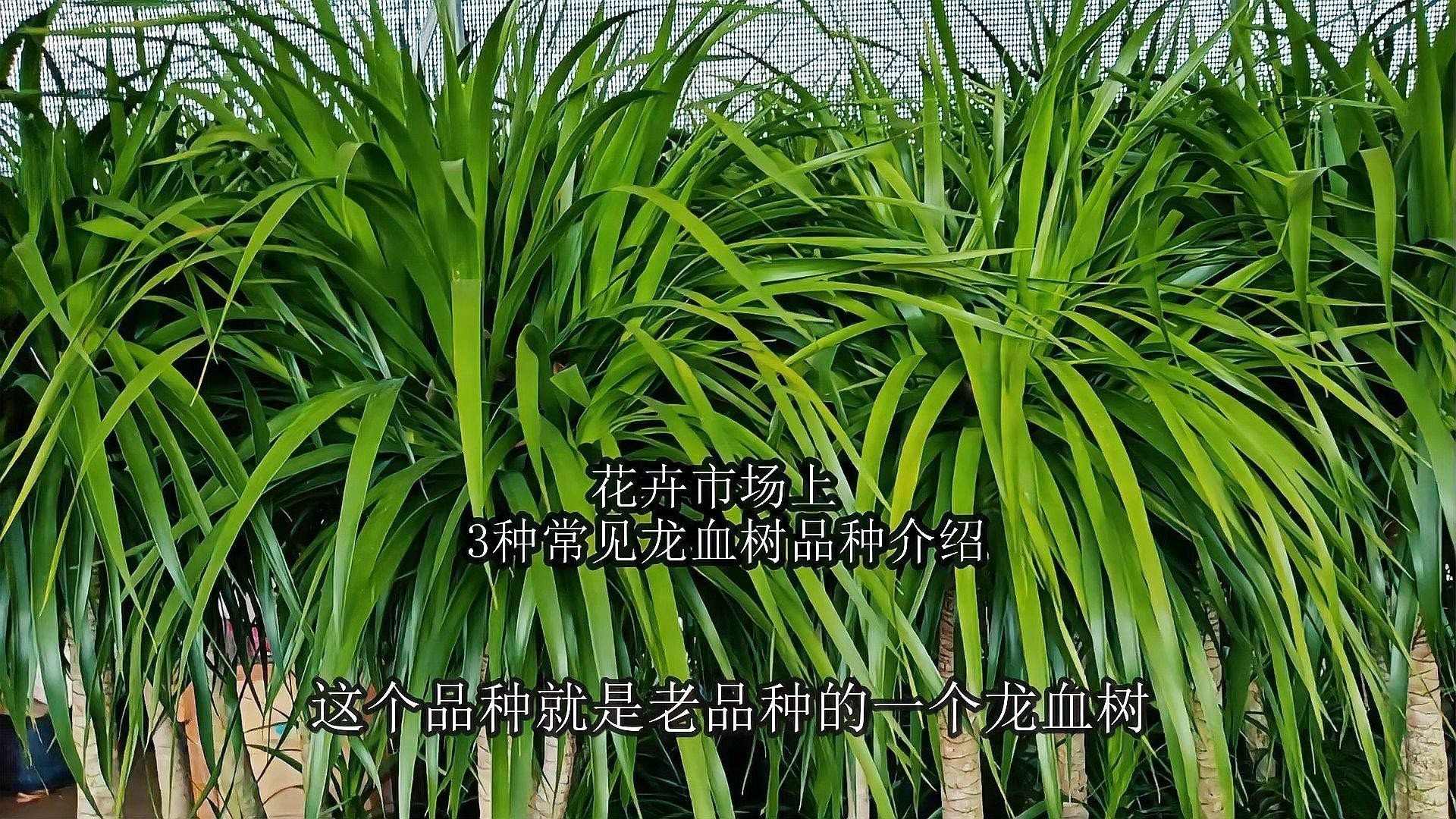 龍血樹有哪些品種？ 龍血樹有哪些品種？ 龍魚百科 第1張