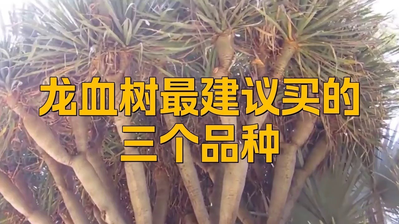 龍血樹有哪些品種？ 龍血樹有哪些品種？ 龍魚百科 第2張