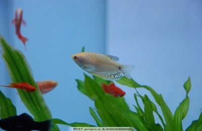 黃龍魚繁殖方法：黃龍魚人工繁殖需要精心挑選親魚、提供親魚、談情說愛 黃龍魚繁殖方法：黃龍魚人工繁殖需要精心挑選親魚、提供親魚、談情說愛 龍魚百科 第3張