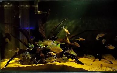 龍魚總蹭缸壁：龍魚總是蹭缸壁怎么辦