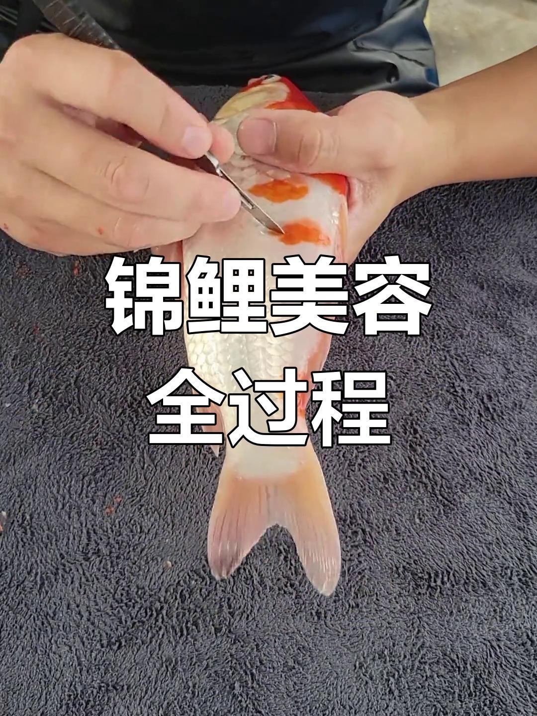古典金龍七鰭手術費用大概是多少？