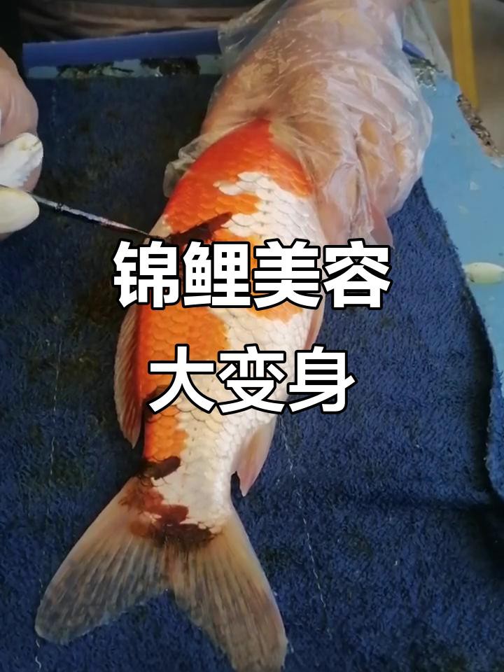 古典金龍七鰭手術費用大概是多少？