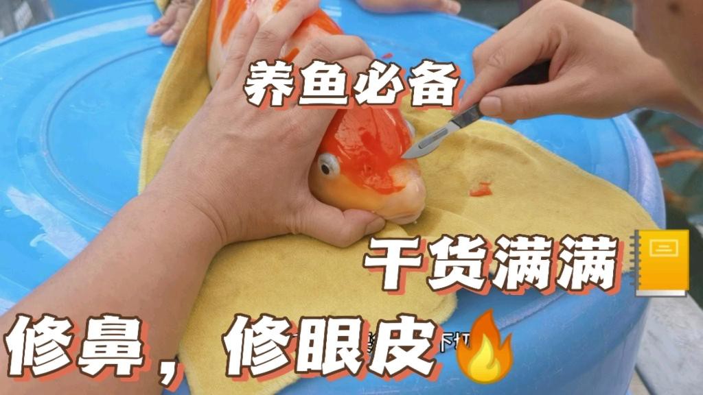 古典金龍七鰭手術費用大概是多少？