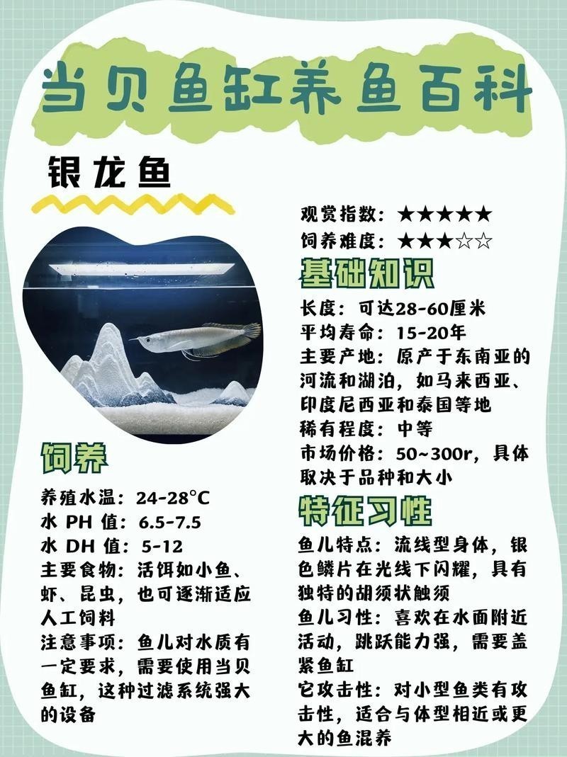 銀龍魚一米長價格多少錢 銀龍魚一米長價格多少錢 龍魚百科 第8張