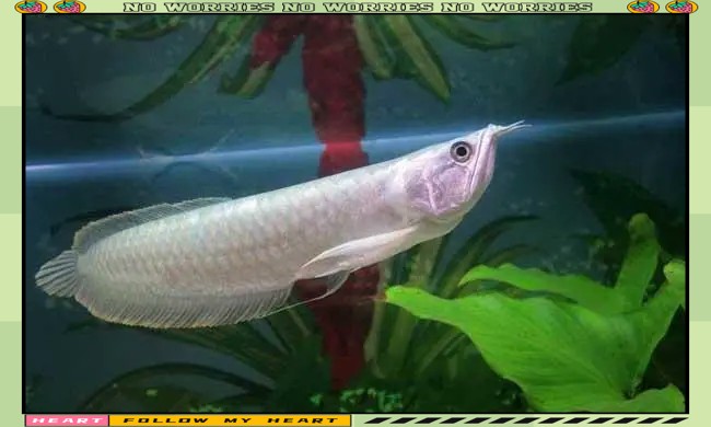 銀龍魚一米長價格多少錢 銀龍魚一米長價格多少錢 龍魚百科 第14張