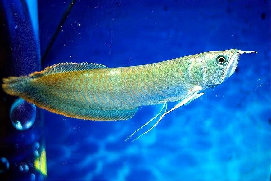 銀龍魚一米長價格多少錢 銀龍魚一米長價格多少錢 龍魚百科 第13張