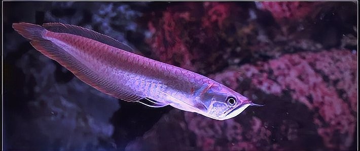 銀龍魚一米長價格多少錢 銀龍魚一米長價格多少錢 龍魚百科 第10張