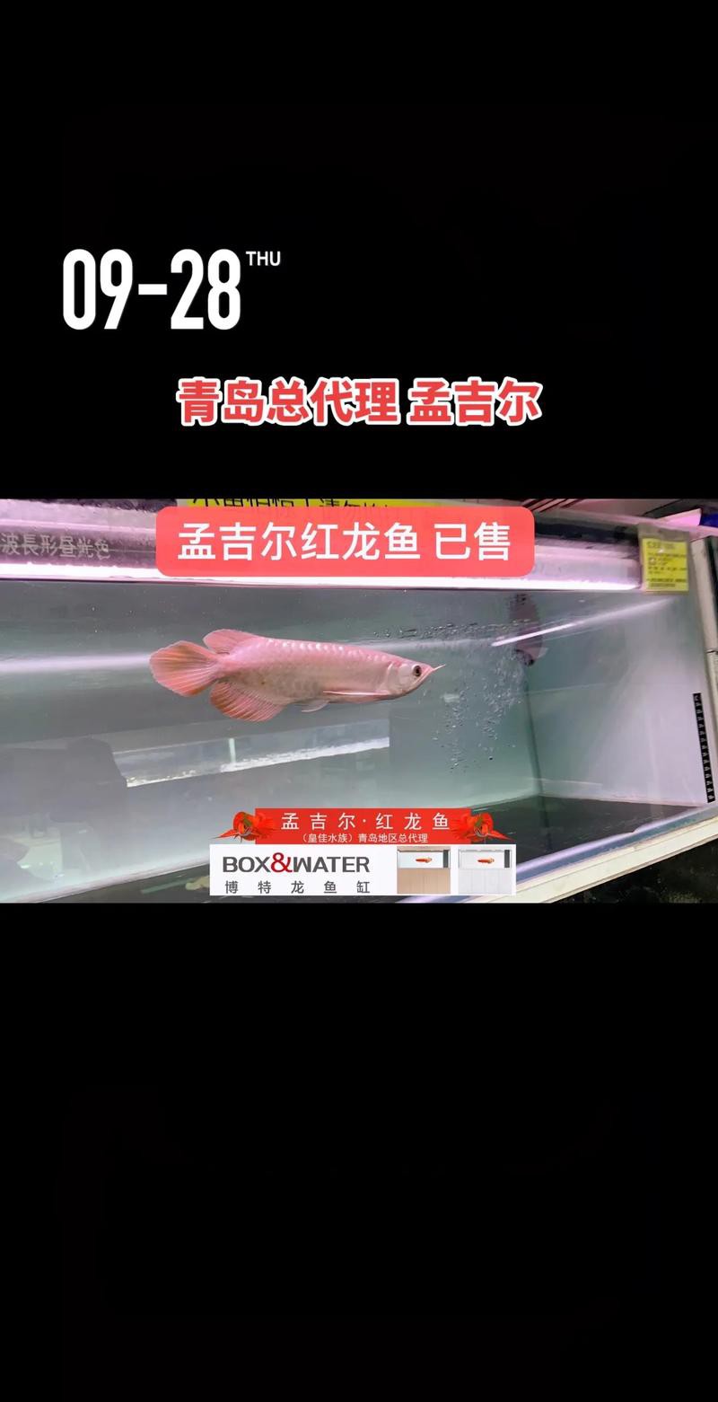 如何判斷孟吉爾紅龍的血統(tǒng)和品相？ 如何判斷孟吉爾紅龍的血統(tǒng)和品相？ 龍魚百科 第5張