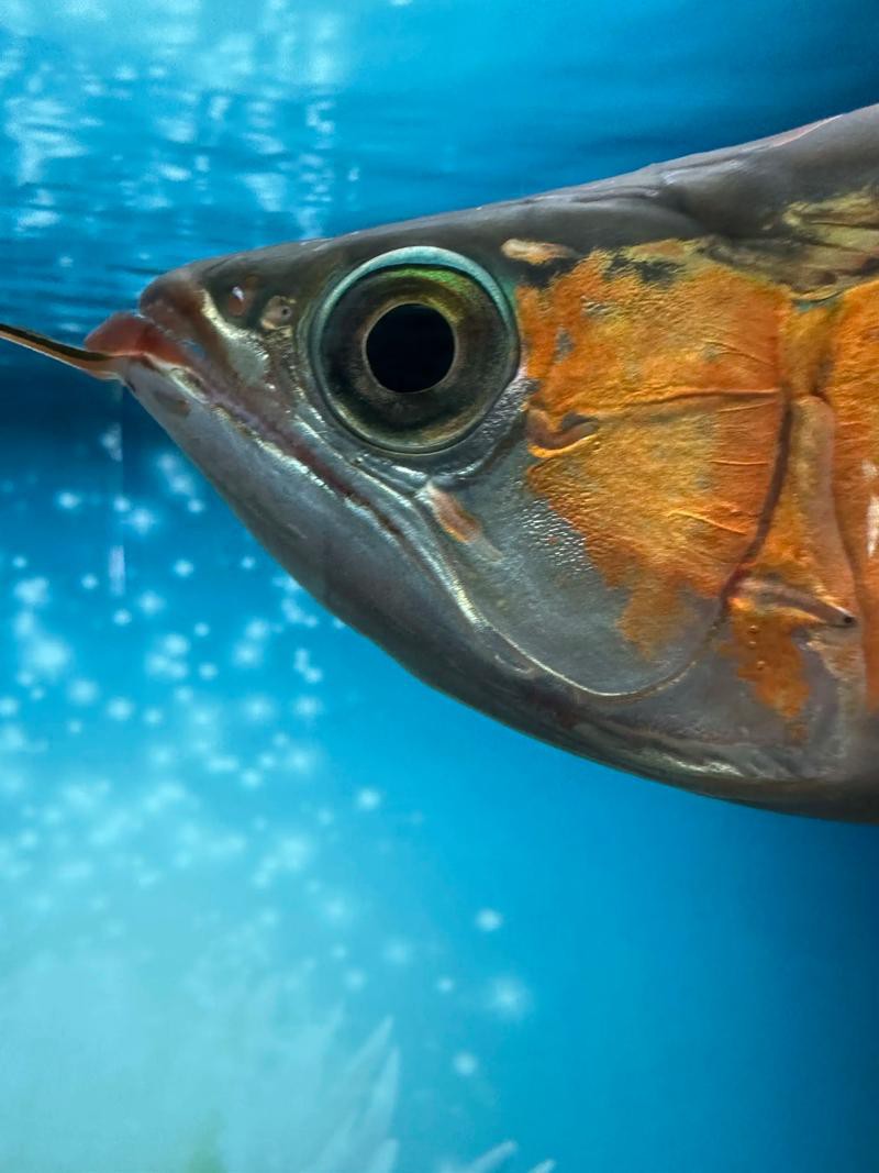 如何判斷孟吉爾紅龍的血統(tǒng)和品相？ 如何判斷孟吉爾紅龍的血統(tǒng)和品相？ 龍魚百科 第4張