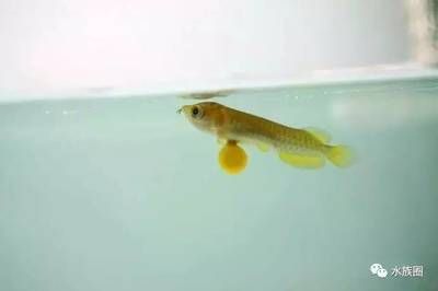 龍魚 孵化：龍魚的孵化過程是怎樣的？