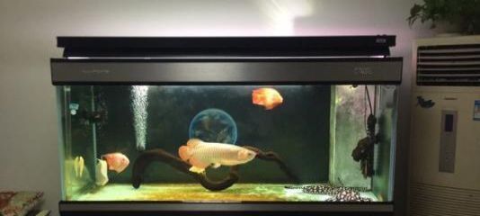 龍魚缸里放沉木好不好：沉木對龍魚繁殖的影響