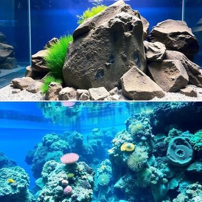 龍魚魚缸背景圖選什么吉利的顏色：如何選擇龍魚魚缸背景圖