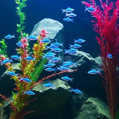 龍魚魚缸背景圖選什么吉利的顏色：如何選擇龍魚魚缸背景圖