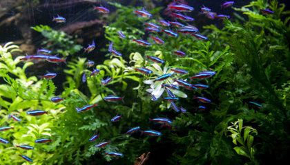 龍魚魚缸背景圖選什么吉利的顏色：如何選擇龍魚魚缸背景圖