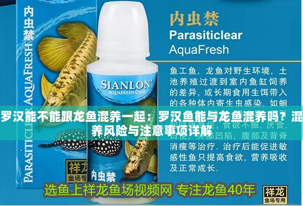 羅漢能不能跟龍魚混養一起：羅漢魚能與龍魚混養嗎？混養風險與注意事項詳解 羅漢能不能跟龍魚混養一起：羅漢魚能與龍魚混養嗎？混養風險與注意事項詳解 龍魚百科 第1張