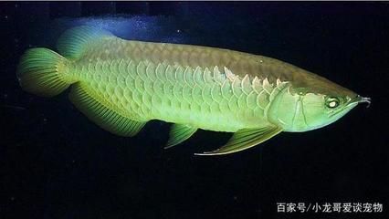 龍魚的外形特點(diǎn)描寫：龍魚的外形特點(diǎn) 龍魚的外形特點(diǎn)描寫：龍魚的外形特點(diǎn) 龍魚百科 第2張