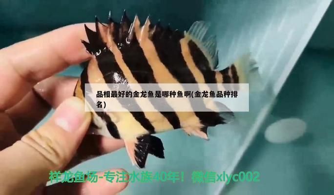 品相最好的金龍魚，如何辨別金龍魚品相的好壞 品相最好的金龍魚，如何辨別金龍魚品相的好壞 龍魚百科 第3張