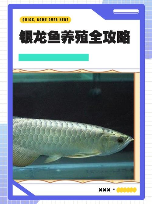銀龍魚喂養(yǎng)時(shí)間多久