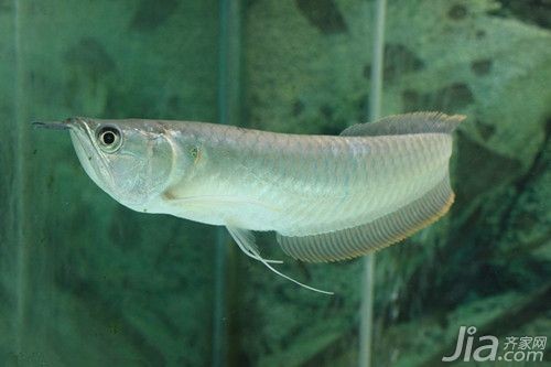 銀龍魚喂養(yǎng)時(shí)間多久