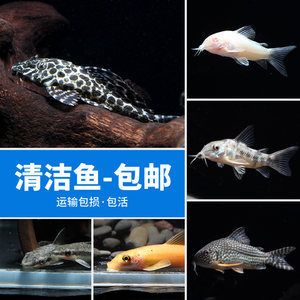 常見的十種魚缸清潔魚的圖片信息，希望您有所幫助：常見的十種魚缸清潔魚