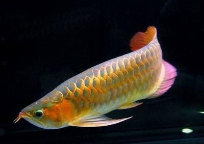 金龍魚為什么撞缸掉鱗：金龍魚為什么會撞缸掉鱗