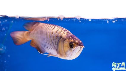 預(yù)防龍魚掉眼需要從多方面進(jìn)行綜合管理，預(yù)防龍魚掉眼怎么辦：預(yù)防龍魚掉眼的方法