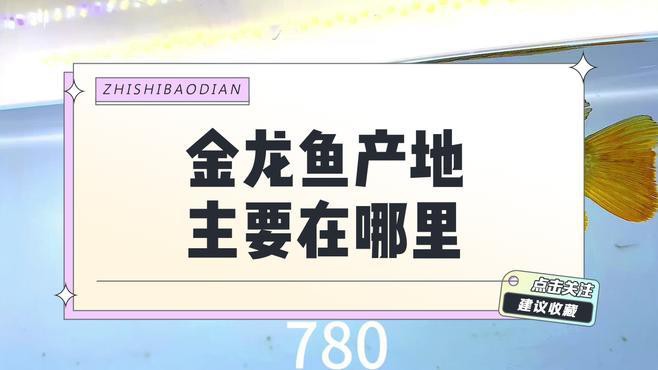 金龍魚與道道全