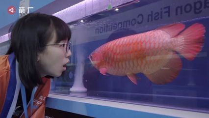 紅龍魚(yú)大賽冠軍：紅龍魚(yú)大賽冠軍冠軍視頻