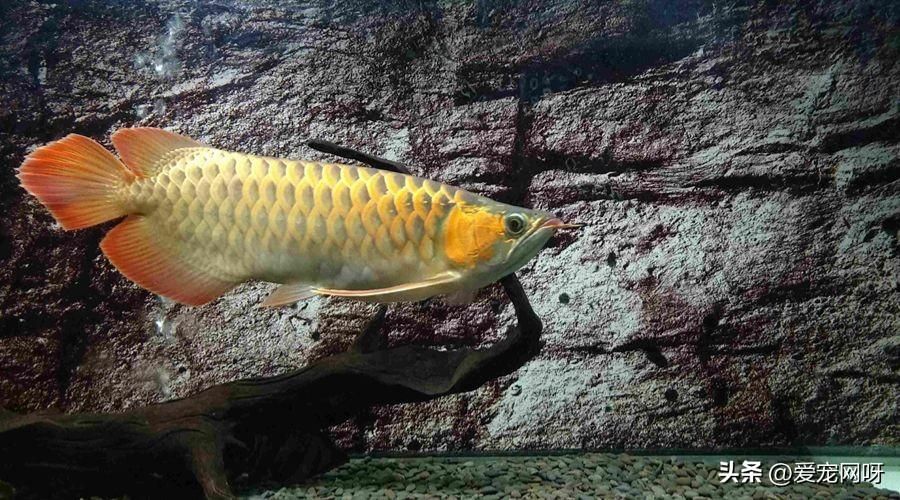 龍魚真的招財嗎：龍魚是否真的能招財？