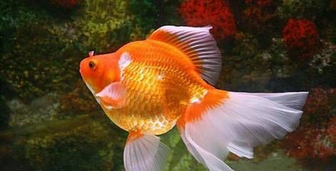 龍魚真的招財嗎：龍魚是否真的能招財？
