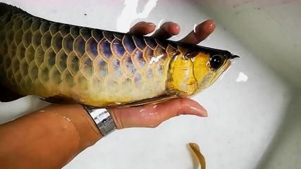 龍魚炫彩泥池是什么意思：\"龍魚炫彩泥池\"可能是一個與龍魚相關的社區或論壇