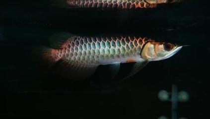 龍魚炫彩泥池是什么意思：\"龍魚炫彩泥池\"可能是一個與龍魚相關的社區或論壇