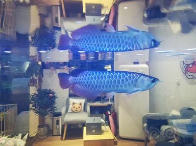 龍魚炫彩泥池是什么意思：\"龍魚炫彩泥池\"可能是一個與龍魚相關的社區或論壇
