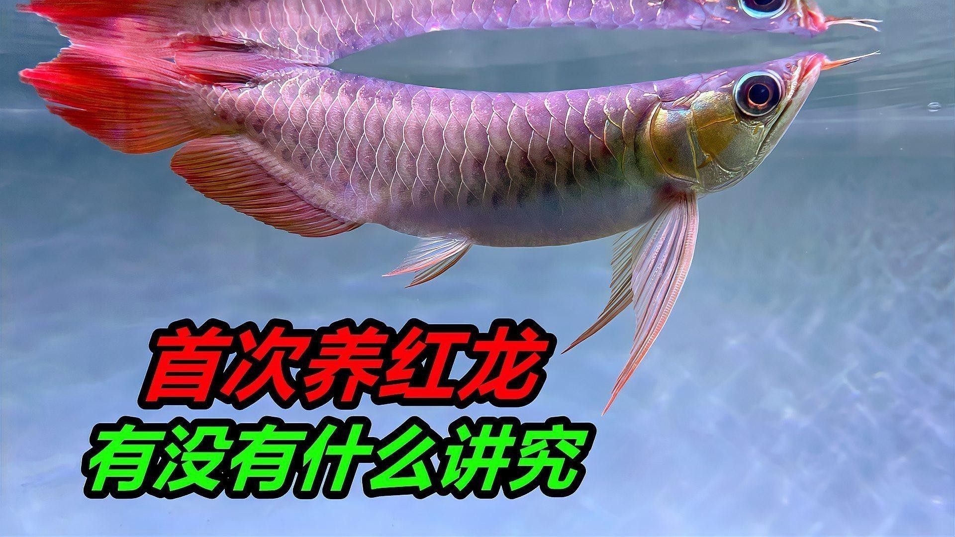如何預防龍魚爛鰭病