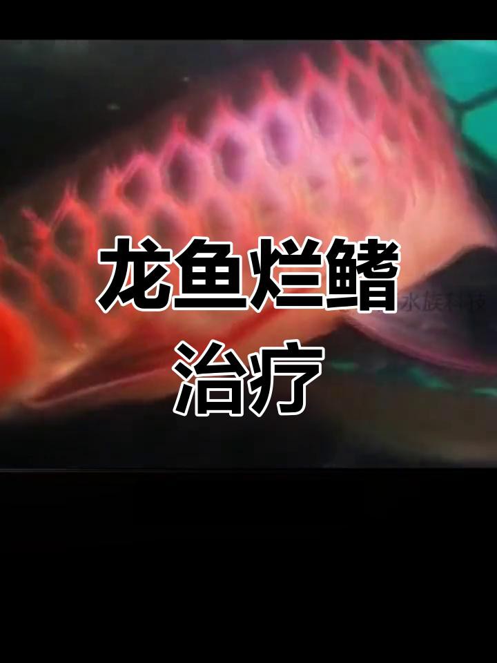 如何預防龍魚爛鰭病