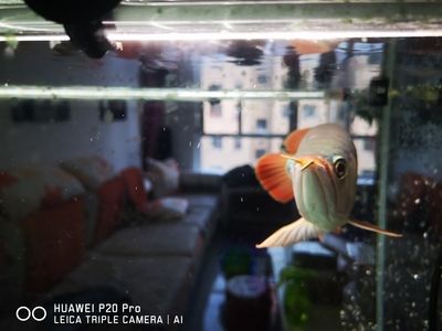 太原水族批發市場（太原水族市場特色魚類）