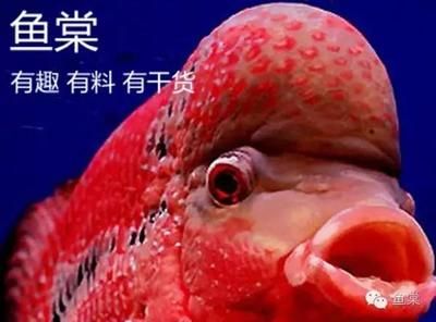 太原水族批發(fā)市場(chǎng)（太原水族市場(chǎng)特色魚(yú)類(lèi)）