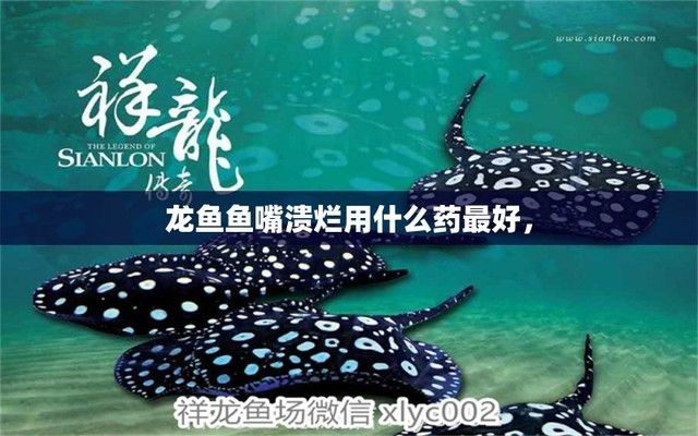 黑桃A魚苗專用藥物推薦：黑桃a魚苗水質維護技巧 黑桃A魚苗專用藥物推薦：黑桃a魚苗水質維護技巧 龍魚百科 第1張