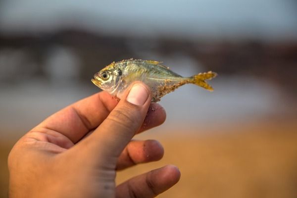黑桃A魚苗專用藥物推薦：黑桃a魚苗水質維護技巧 黑桃A魚苗專用藥物推薦：黑桃a魚苗水質維護技巧 龍魚百科 第4張