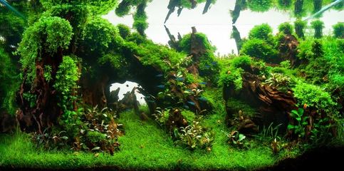 魚缸排名前十名