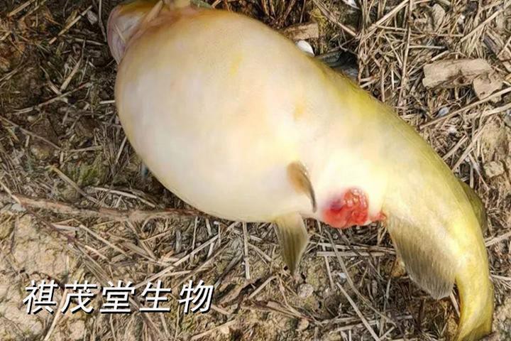 恐龍魚腹水有哪些癥狀？