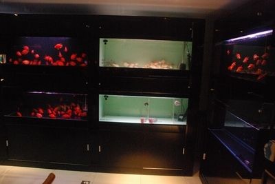 魚缸評價語簡短大全，魚缸品牌口碑排行魚缸品牌口碑排行魚缸維護保養(yǎng)技巧