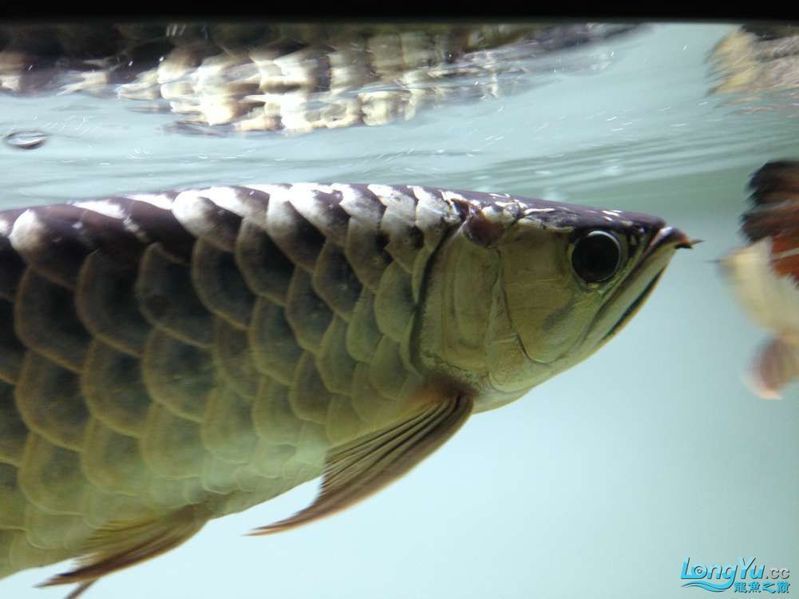龍魚鰓蓋爛洞會自愈嗎？