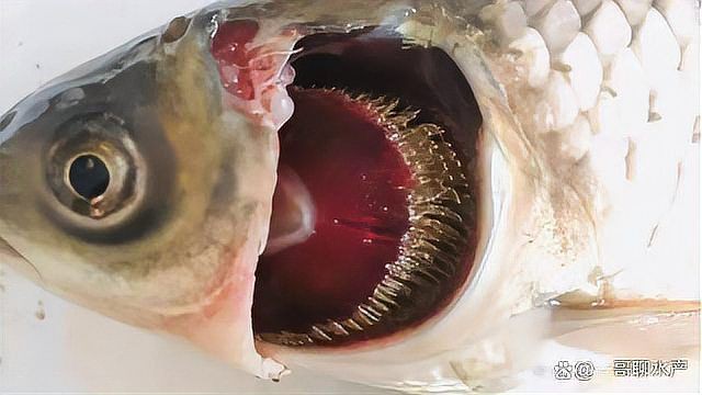 龍魚鰓蓋爛洞會自愈嗎？