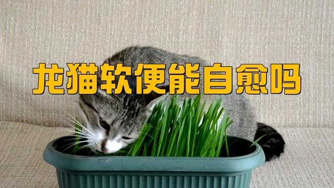 龍貓生病可以自愈嗎？