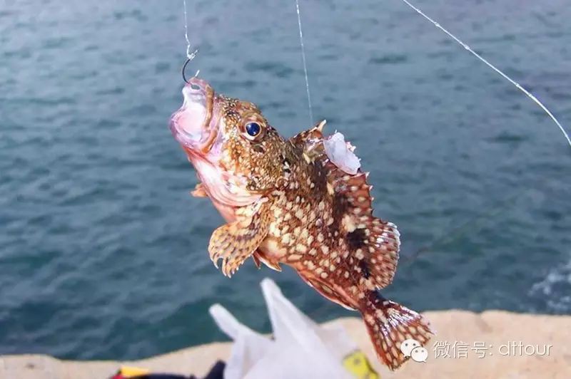 閩南叫虎魚的什么魚 龍魚百科 第2張 閩南叫虎魚的什么魚 閩南叫虎魚的什么魚 龍魚百科 第2張
