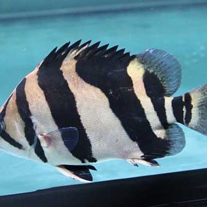 閩南叫虎魚的什么魚 龍魚百科 第8張 閩南叫虎魚的什么魚 閩南叫虎魚的什么魚 龍魚百科 第8張